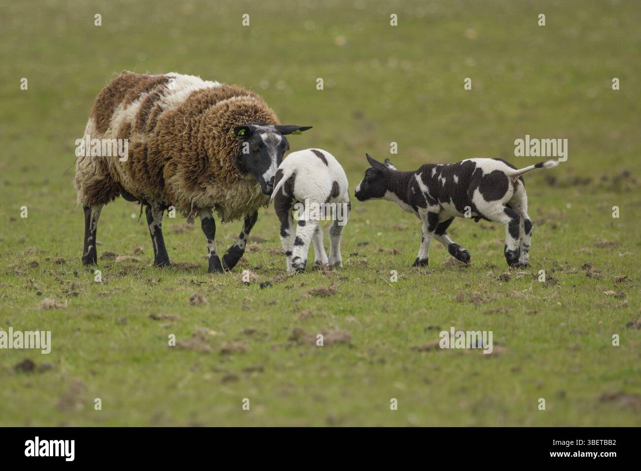 texel-sheep-ovis-gmelini-aries-stock-photo-alamy