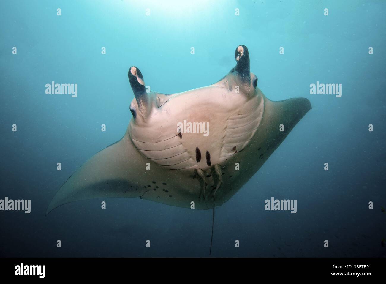 Manta ray birostris devil hi-res stock photography and images - Alamy