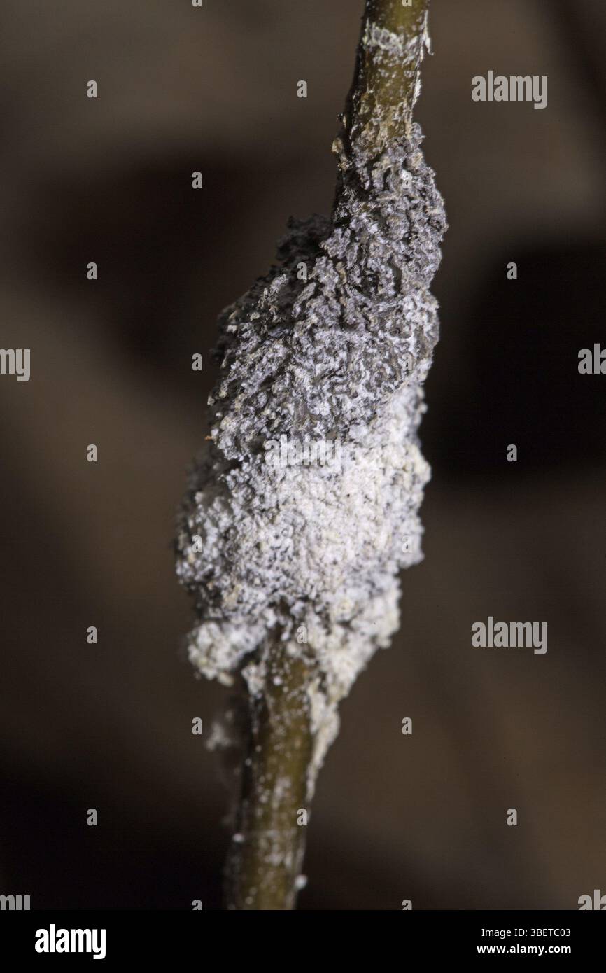 Foam slime mould (Mucilago crustacea) Stock Photo