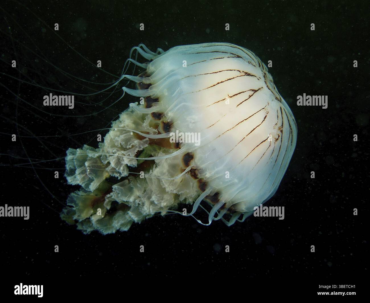 Compass jellyfish (Chrysaora hysoscella) Stock Photo