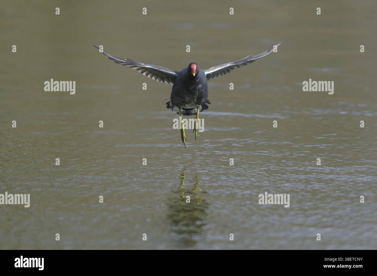 Moorhen (Gallinula chloropus) Stock Photo