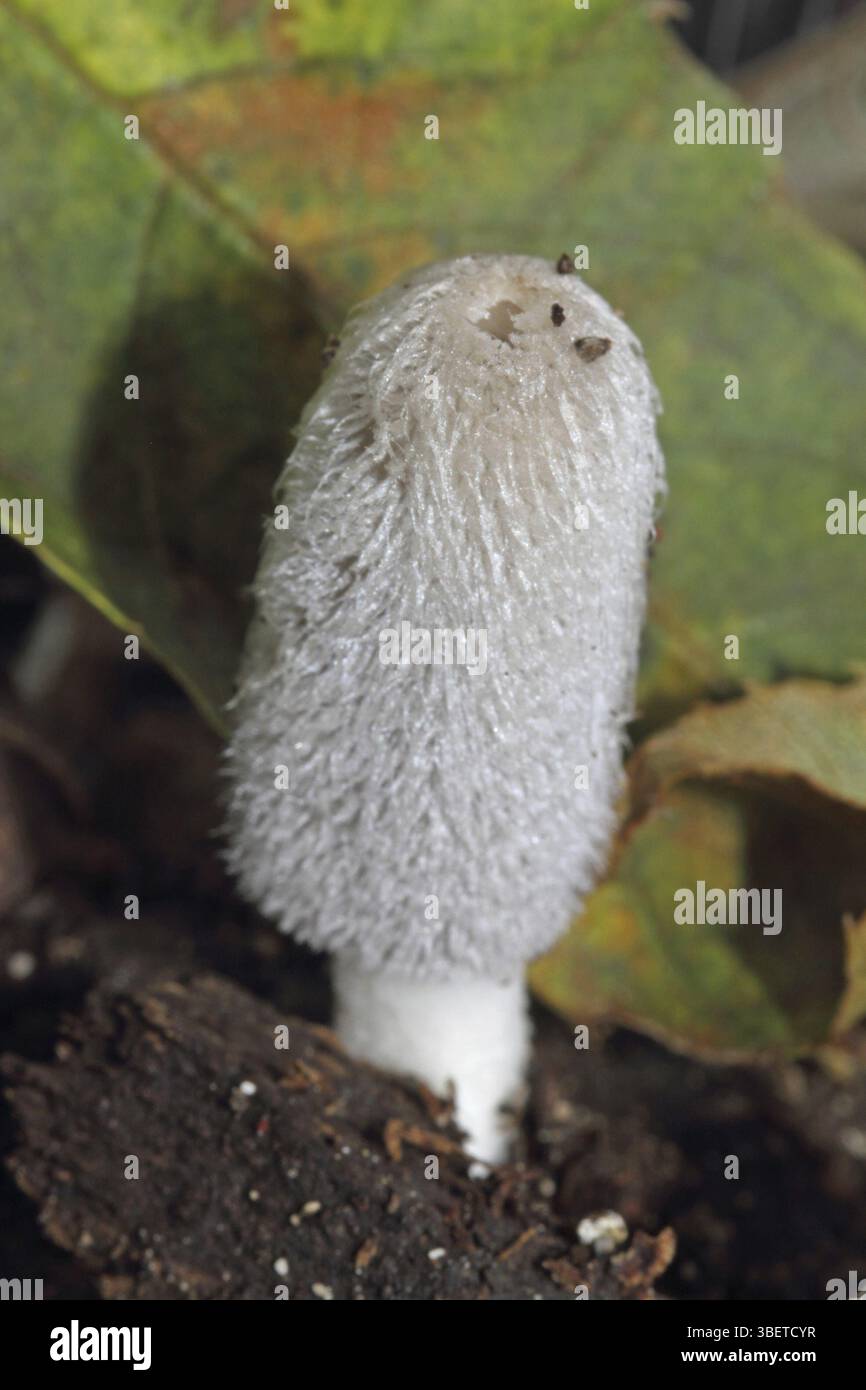 Rabbit's foot (Coprinopsis lagopus Stock Photo - Alamy