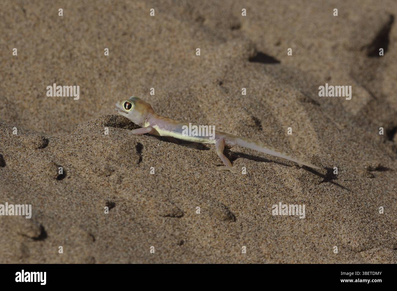 Namib gecko (Pachydactylus rangei Stock Photo - Alamy