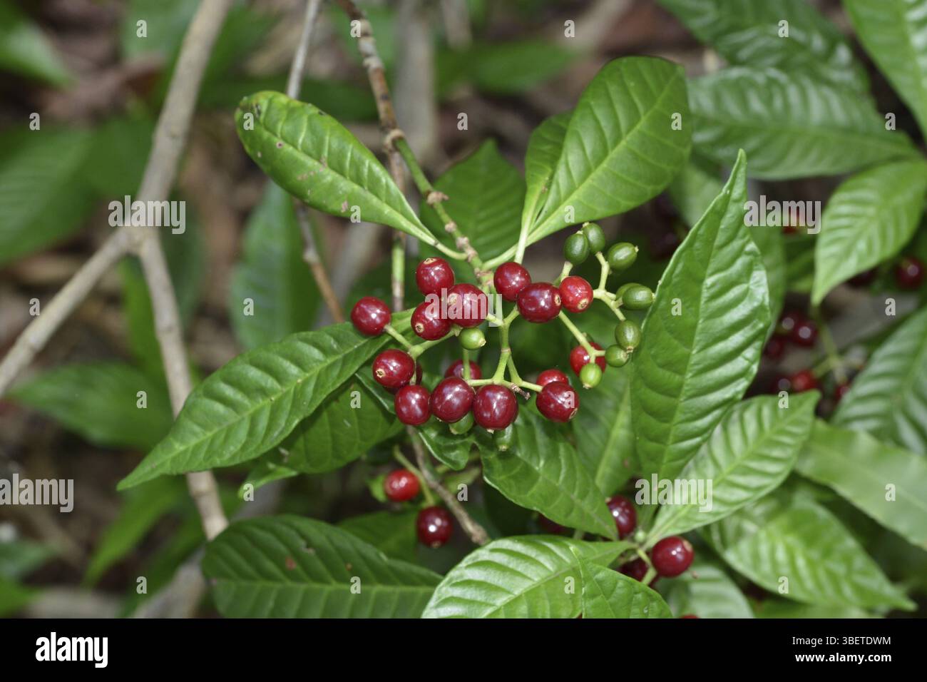 Identifying Chacruna Chacruna hi-res stock photography and images - Alamy