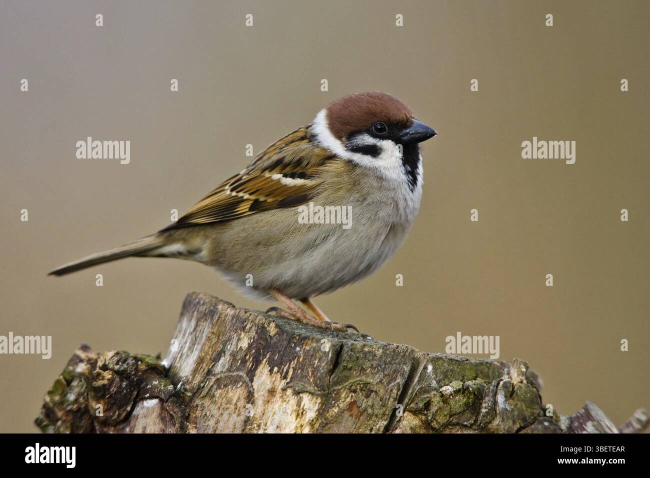 Sparrow (Passerine) Stock Photo