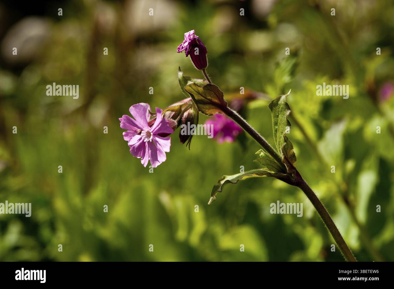 Glueweed (Silene dioica) Stock Photo