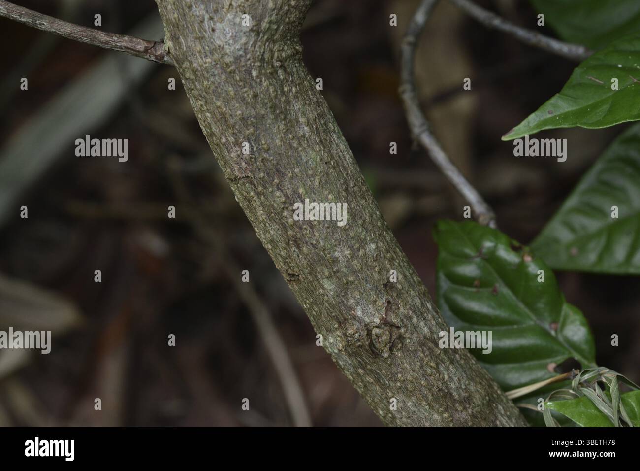 Identifying Chacruna Chacruna (Psychotria viridis Stock Photo - Alamy
