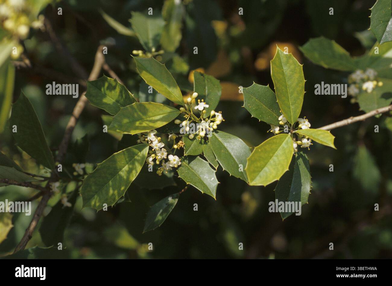 Holly, winterberry (Ilex cassine) Stock Photo