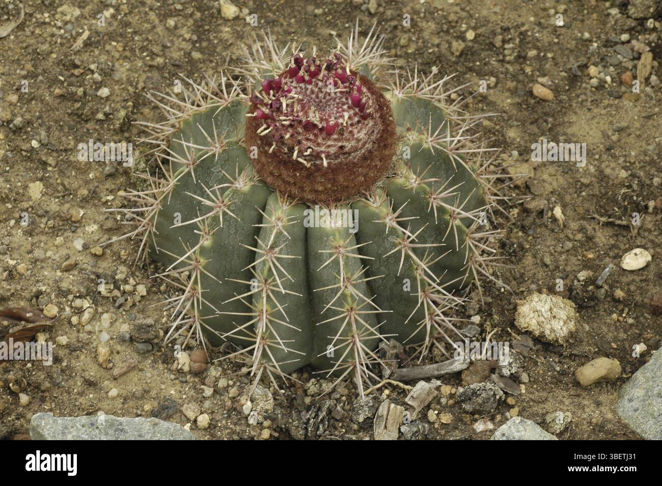 Cactus melocactus hi-res stock photography and images - Alamy