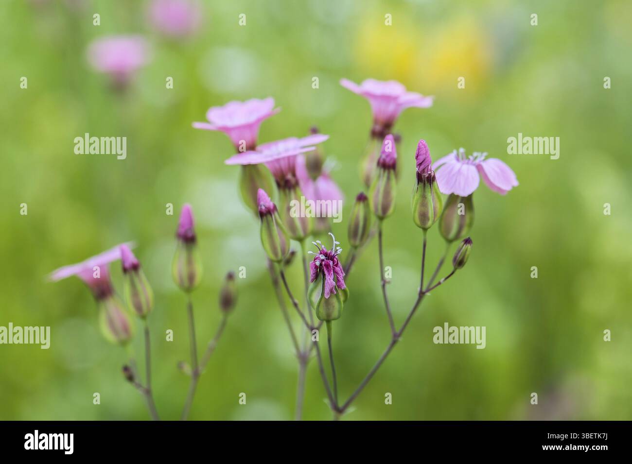 Colorful meadow flower hi-res stock photography and images