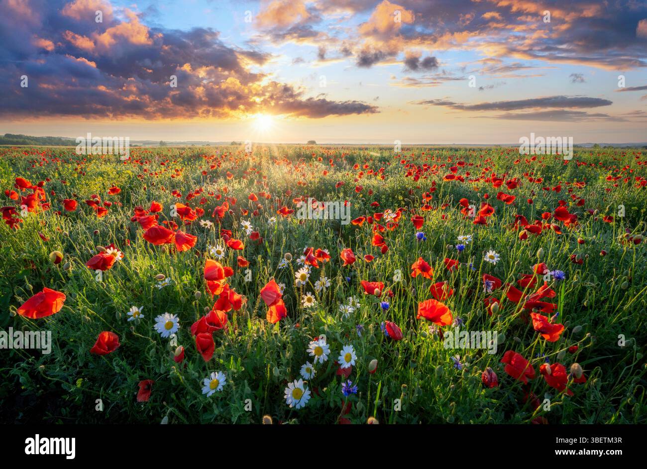 Meadow wild flowers sunset hi-res stock photography and images - Alamy