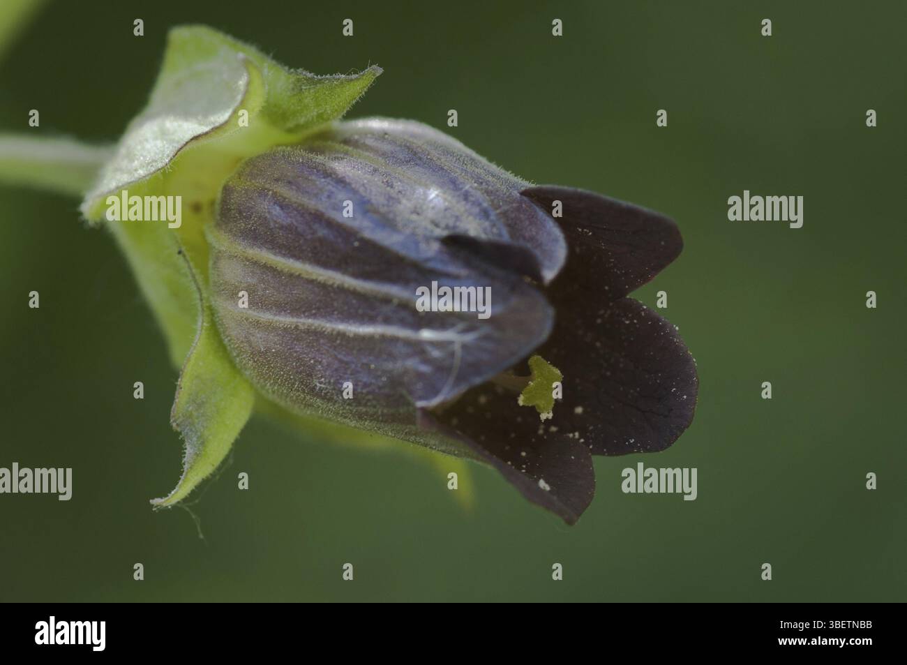 Black belladonna (Atropa belladonna Stock Photo Alamy