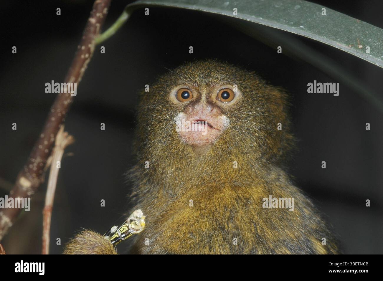 Primate prey hi-res stock photography and images - Alamy