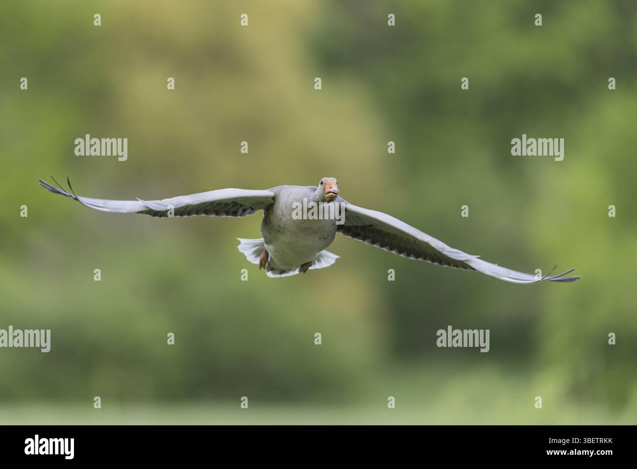 Greylag goose (Anser anser) Stock Photo