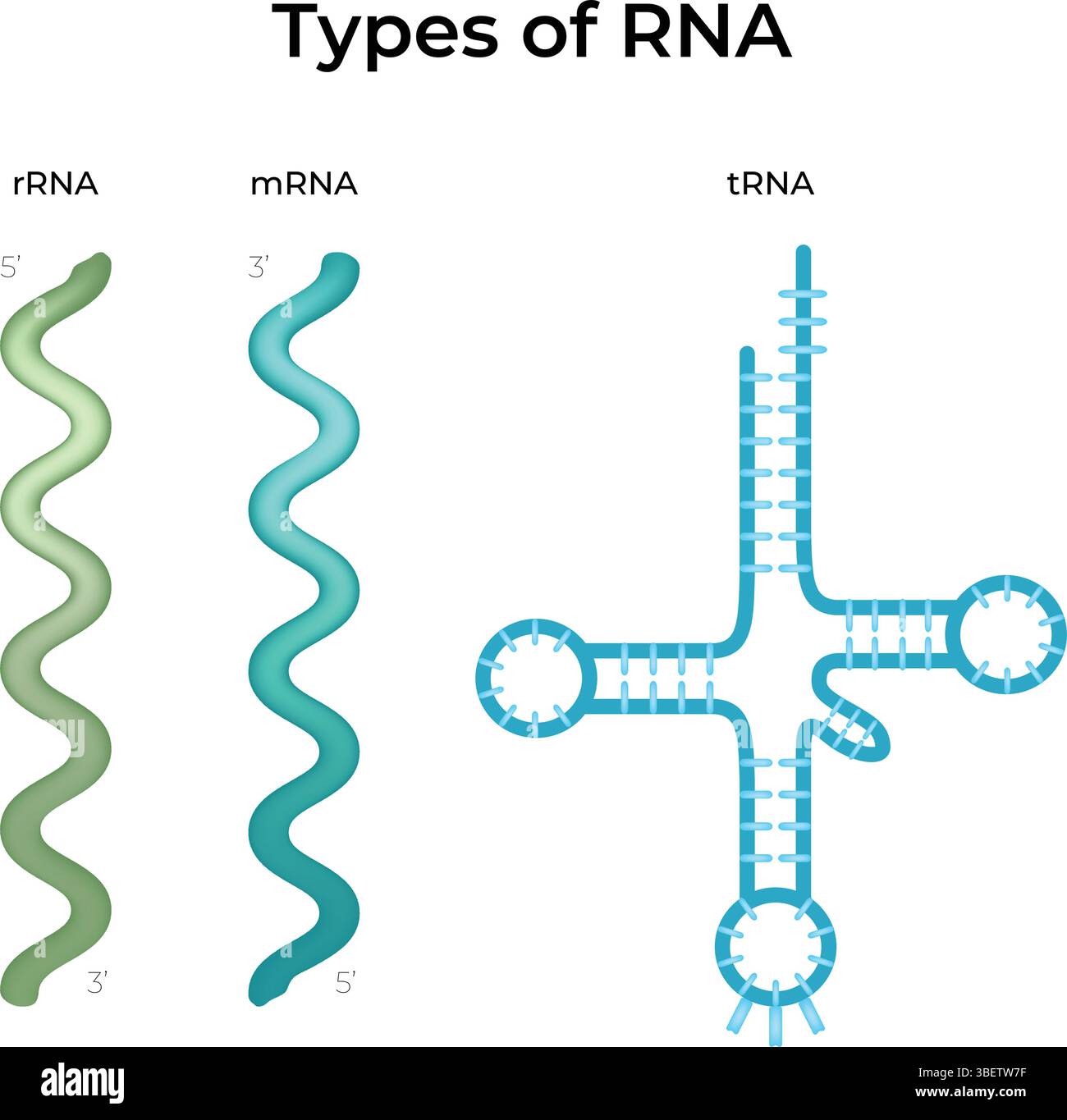 Types of RNA Diagram Stock Vector Image & Art - Alamy