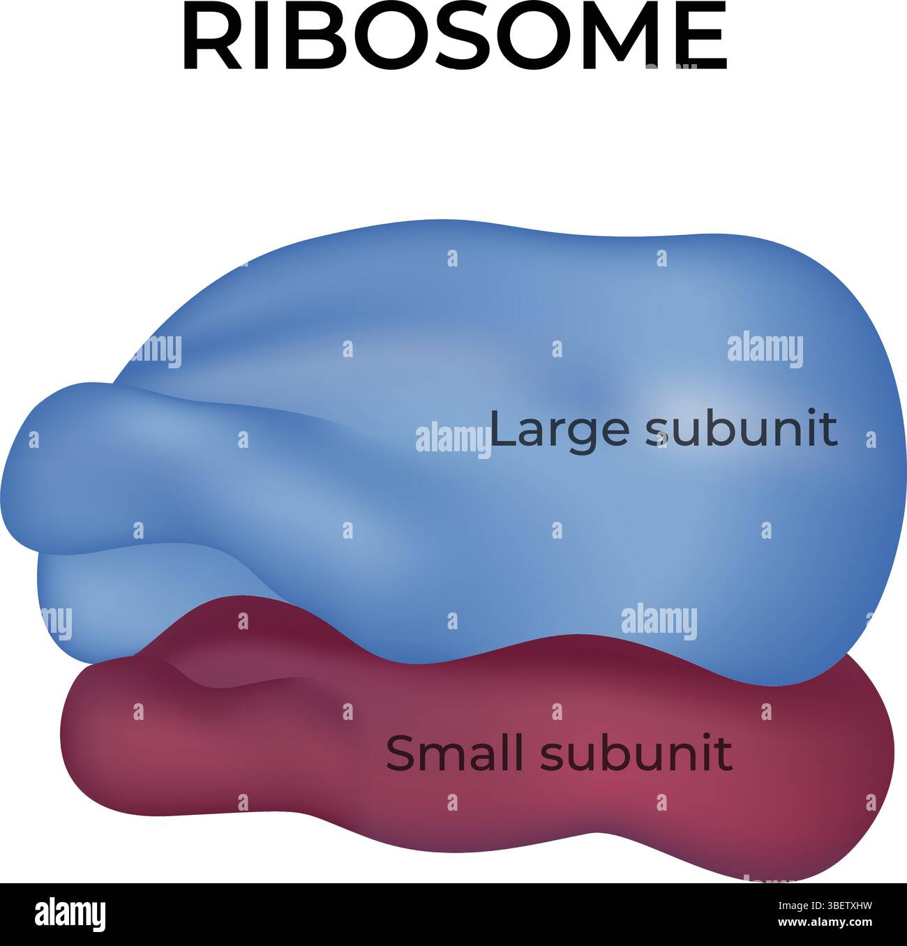 Ribosome Structure and Function in Protein Synthesis Design, Vector Illustration Stock Vector