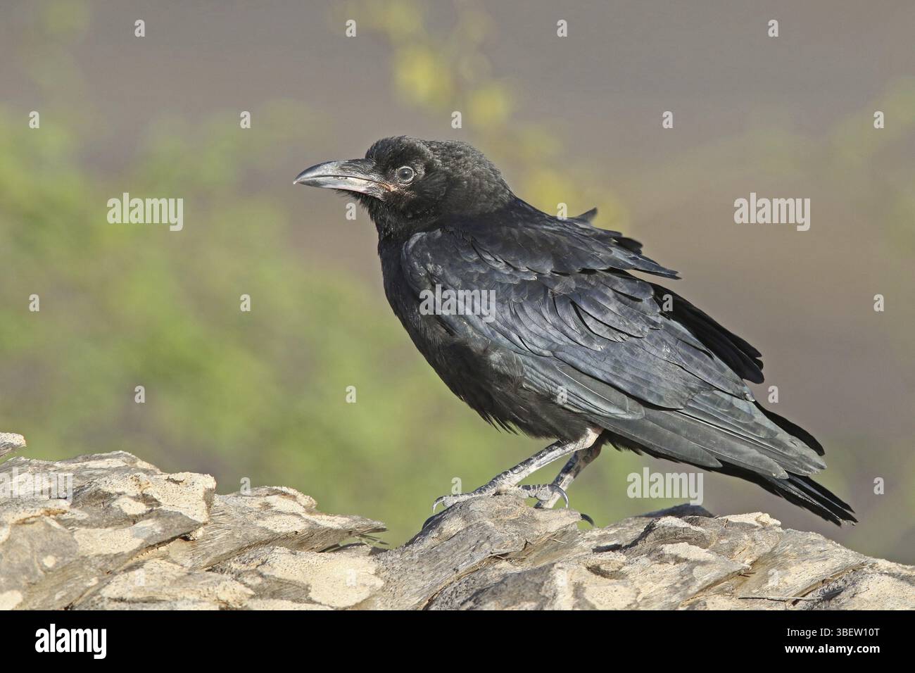Desert raven (Corvus ruficollis Stock Photo - Alamy