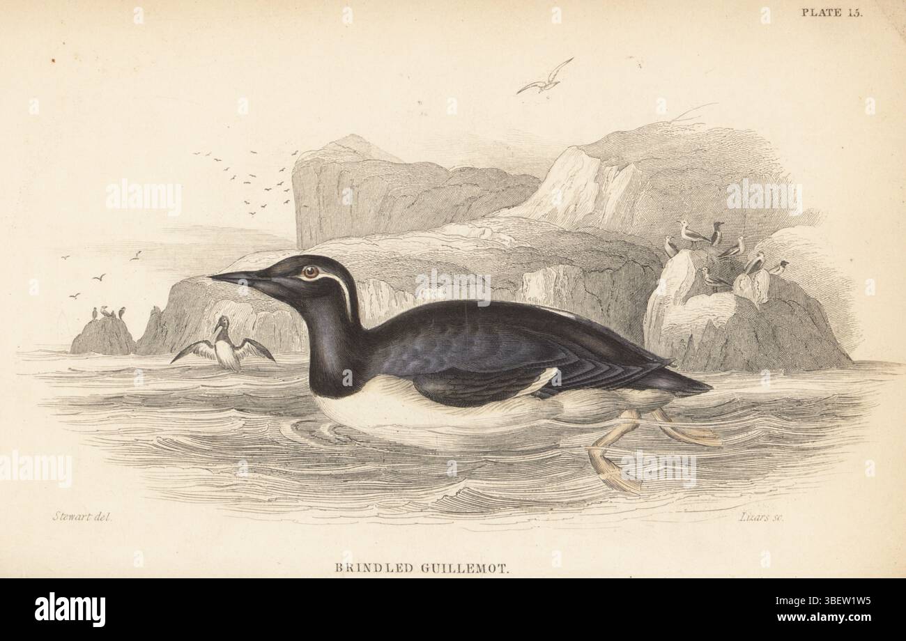Common murre or common guillemot, Uria aalge. Bridled guillemot, Uria lacrymans. Handcoloured steel engraving by William Lizars after an illustration by James Stewart from Sir William Jardine’s Ornithology, British Birds, Natatores, Vol. XXVII of The Naturalist’s Library, W.H. Lizars, Edinburgh, 1843. Stock Photo