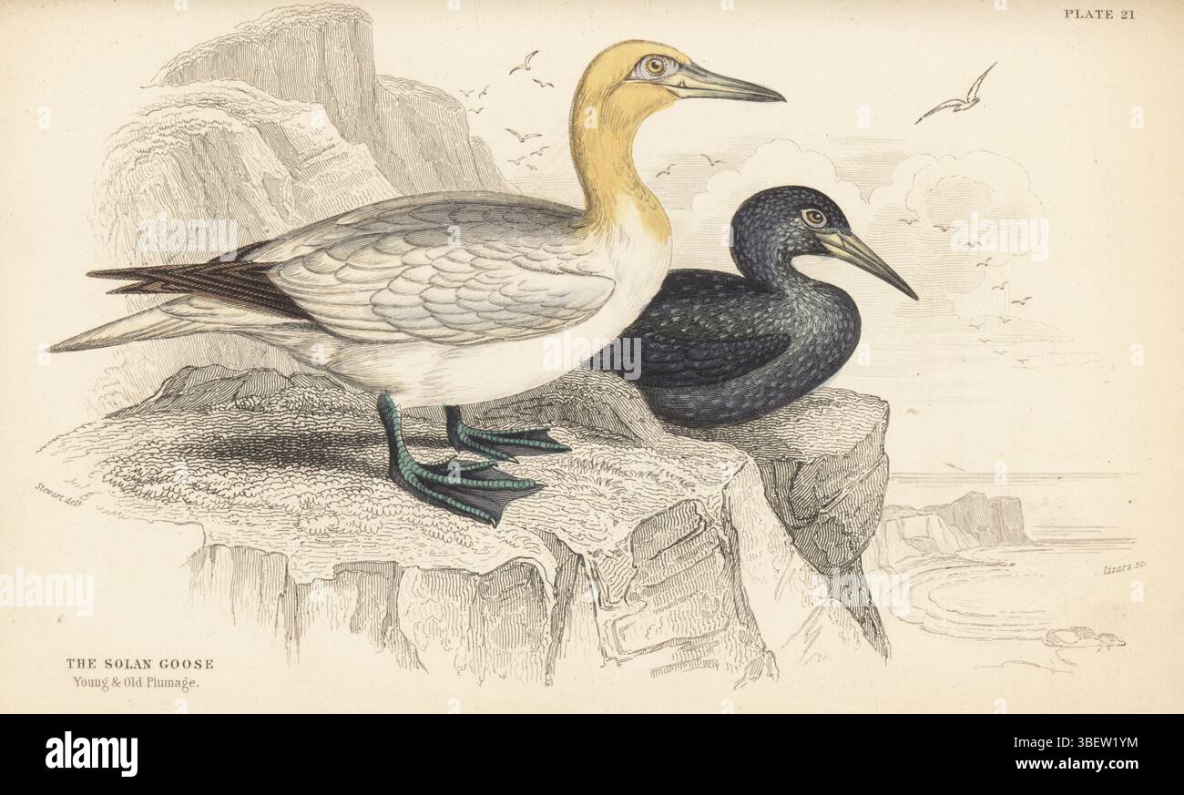 Solan birds hi-res stock photography and images - Alamy