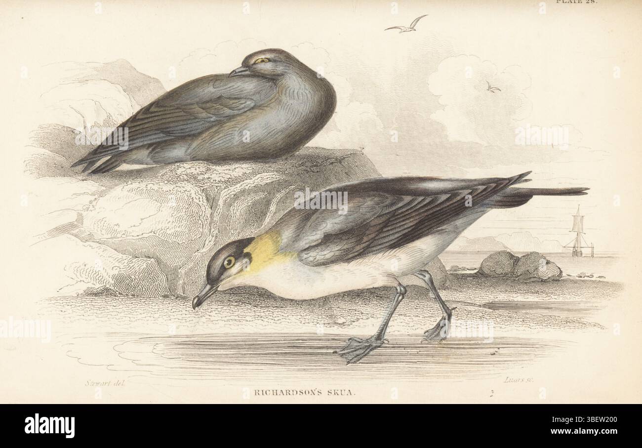 Parasitic jaeger, Arctic skua or parasitic skua, male and female. Stercorarius parasiticus. Richardson's skua, Lestris richardsonii. Handcoloured steel engraving by William Lizars after an illustration by James Stewart from Sir William Jardine’s Ornithology, British Birds, Natatores, Vol. XXVII of The Naturalist’s Library, W.H. Lizars, Edinburgh, 1843. Stock Photo