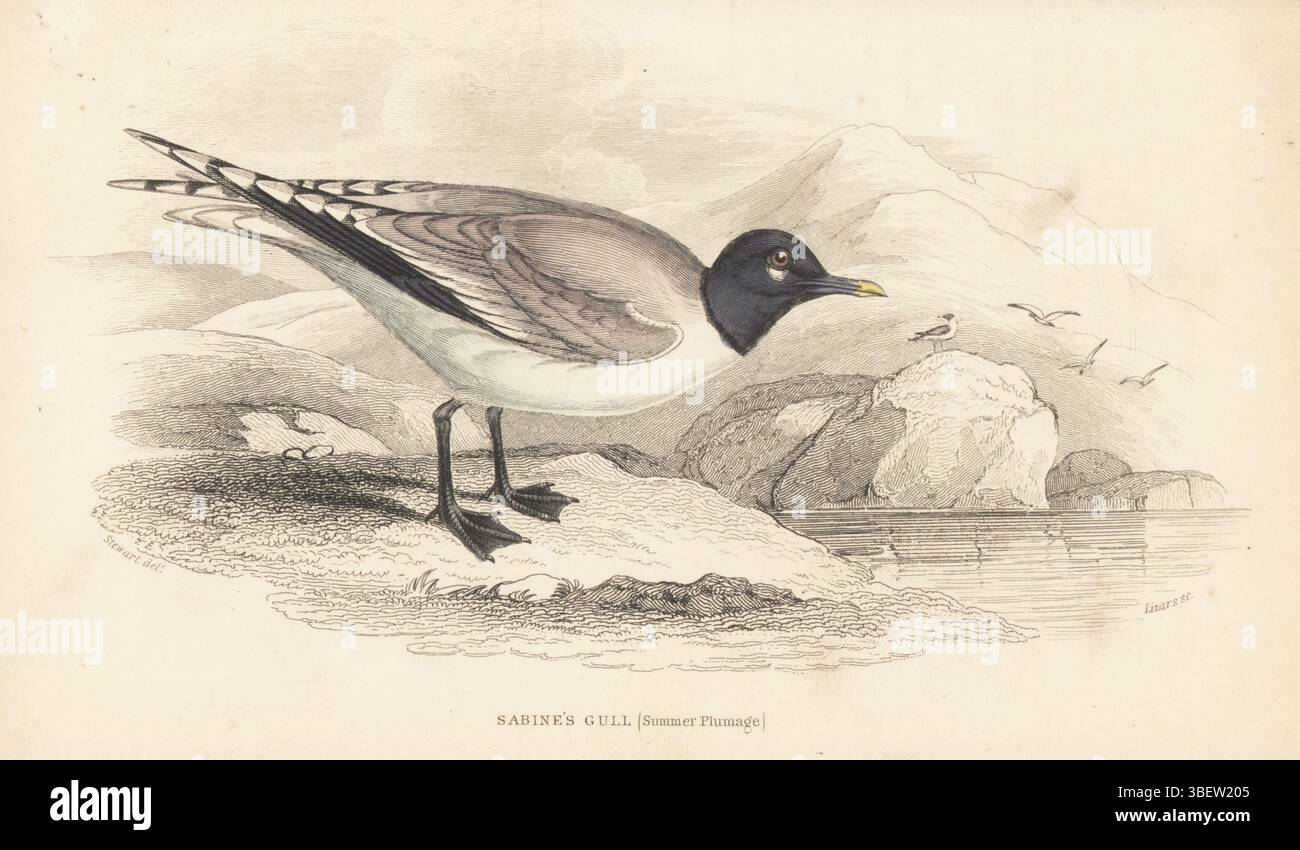 Sabine's gull, Xema sabini, Larus sabini, summer plumage. Handcoloured steel engraving by William Lizars after an illustration by James Stewart from Sir William Jardine’s Ornithology, British Birds, Natatores, Vol. XXVII of The Naturalist’s Library, W.H. Lizars, Edinburgh, 1843. Stock Photo