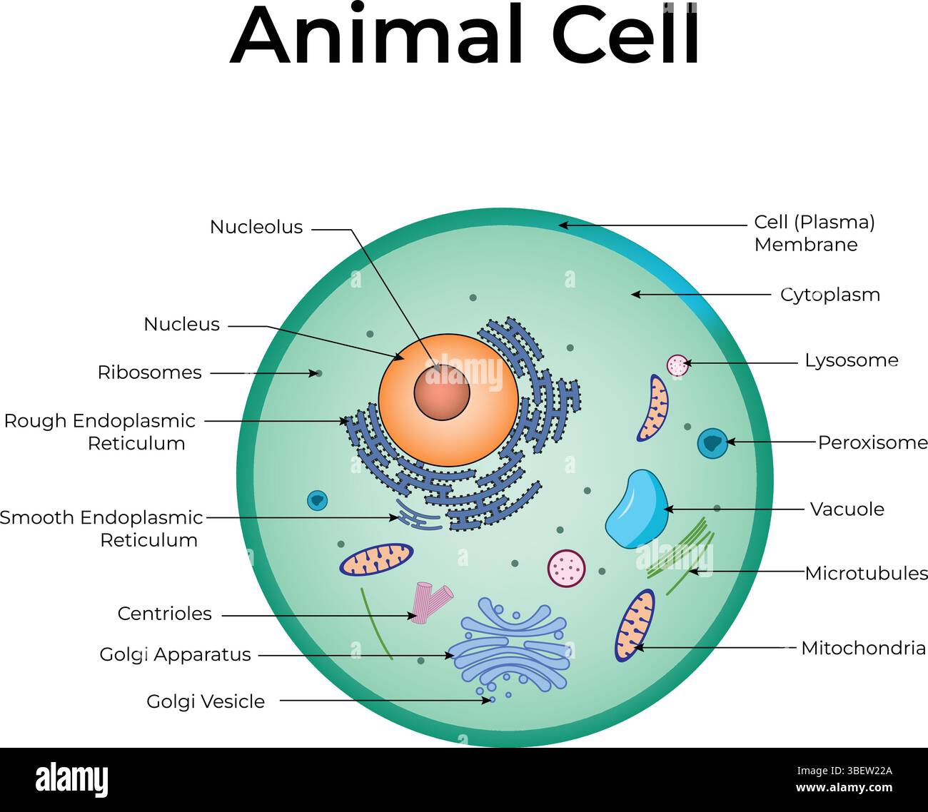 Animal Cell diagram Stock Vector Image & Art - Alamy