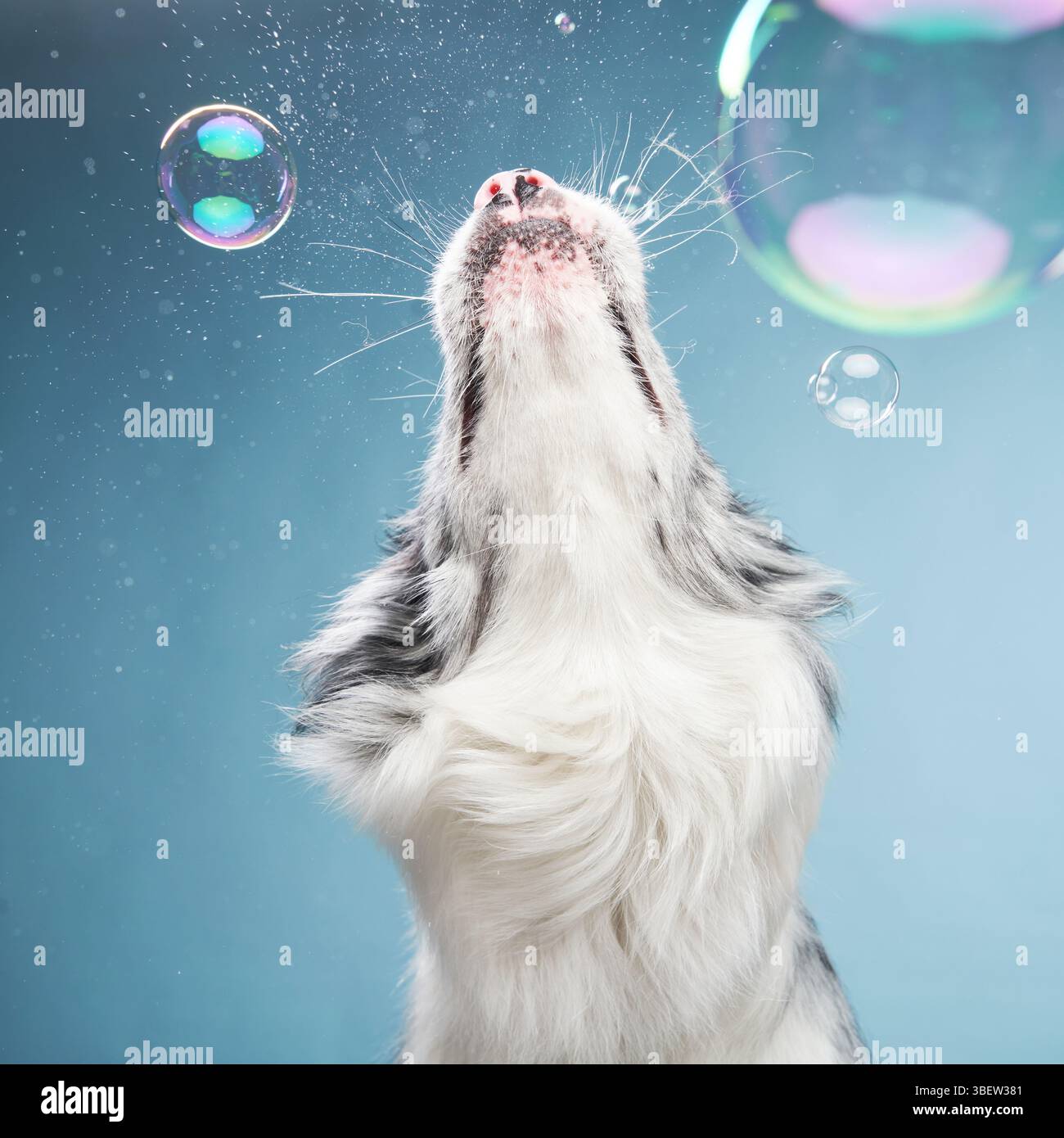A border collie looks up at floating bubbles with a curious and engaged expression. Stock Photo
