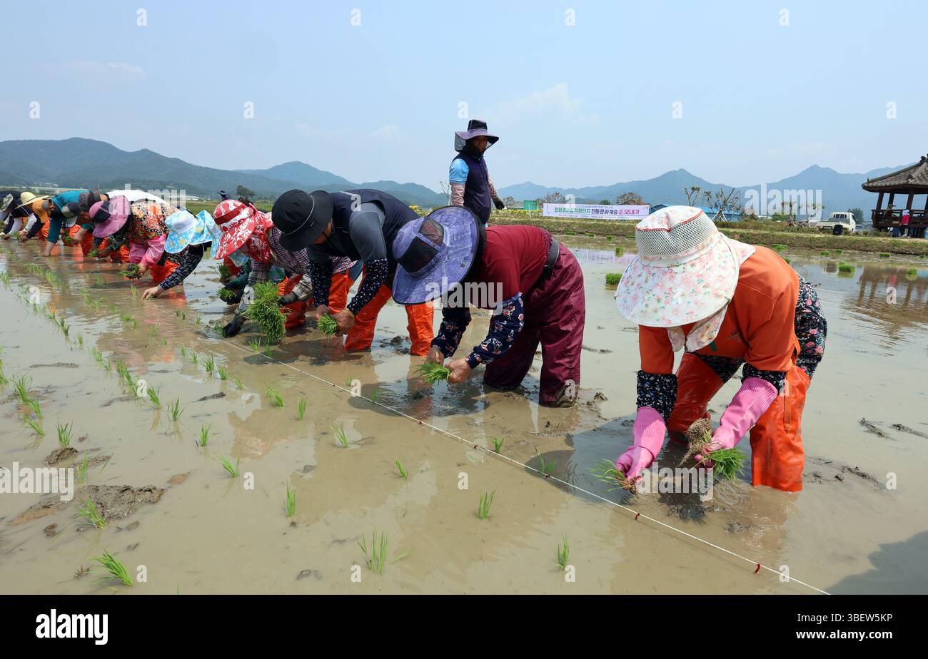 30th May, 2025. Rice planting Residents participate in a traditional ...