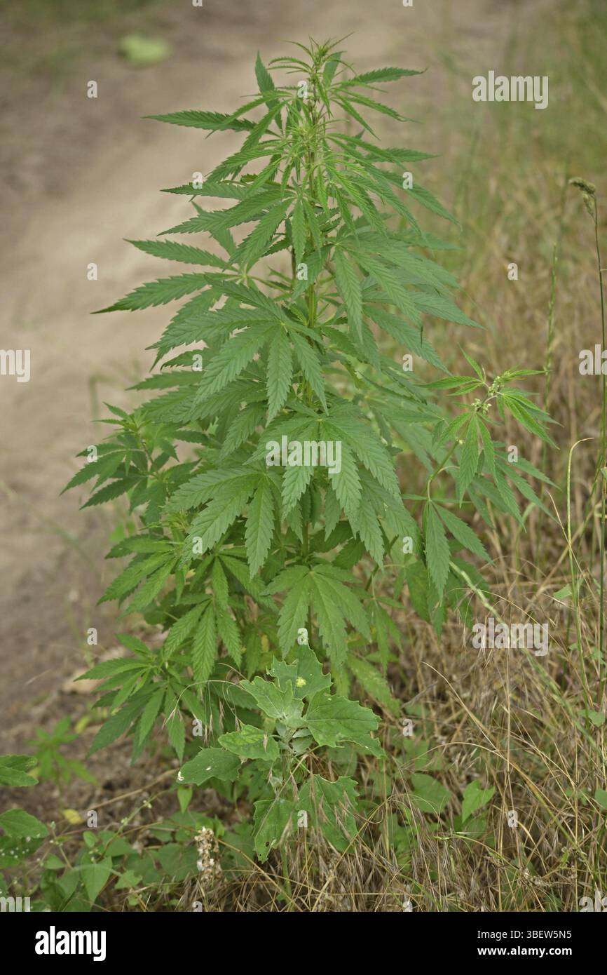 Ruderalis hi-res stock photography and images - Alamy