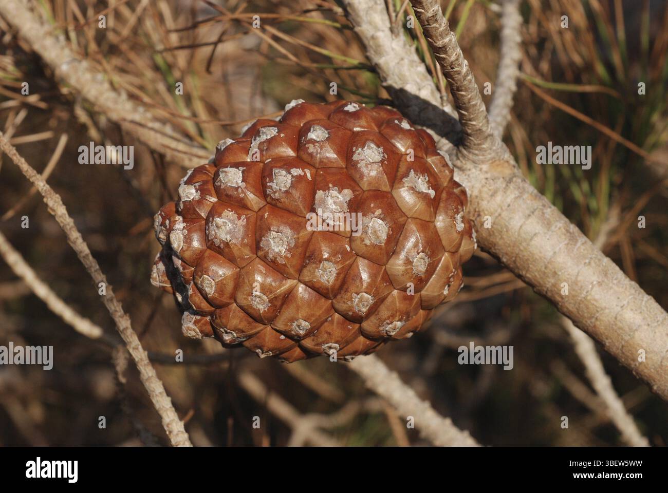 Umbrella pine cone hi-res stock photography and images - Alamy