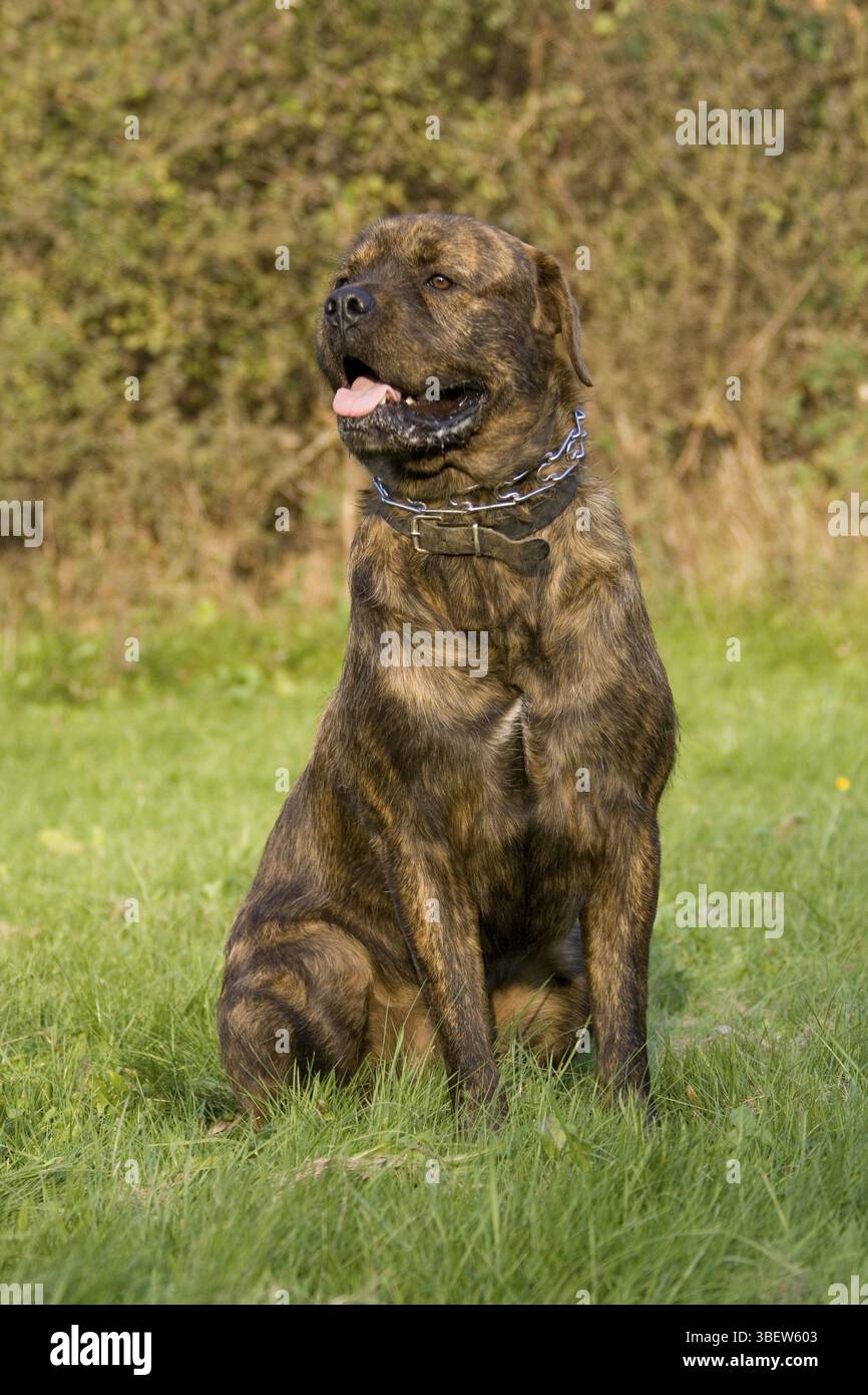 Pitbull Boxer Rottweiler Mix Brindle Brindle Rottweiler Brindle