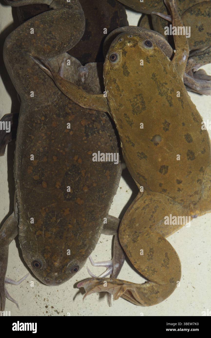 Smooth clawed frog (Xenopus laevis Stock Photo - Alamy