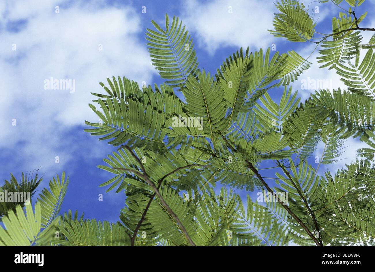 Cebil, Villca, Yopo (Anadenanthera colubrina Stock Photo - Alamy