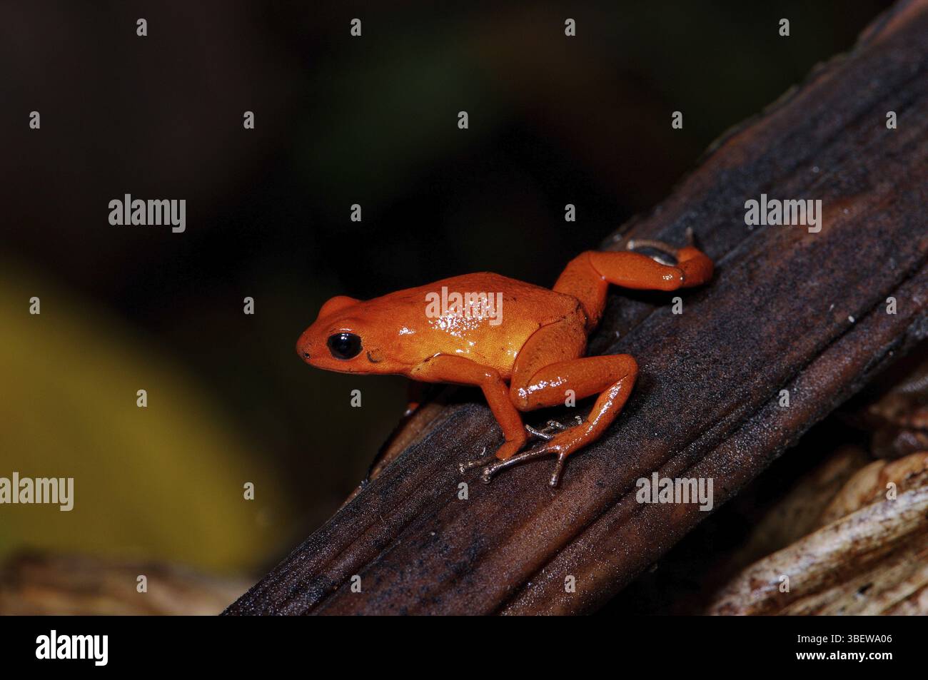 Strawberry frog (Oophaga pumilio Stock Photo - Alamy
