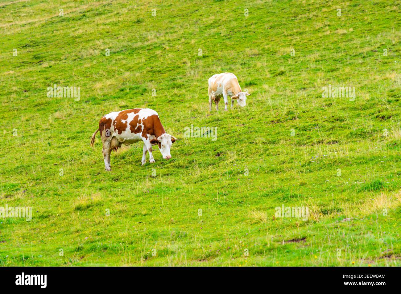 Big pasture plateau velika hi-res stock photography and images - Alamy