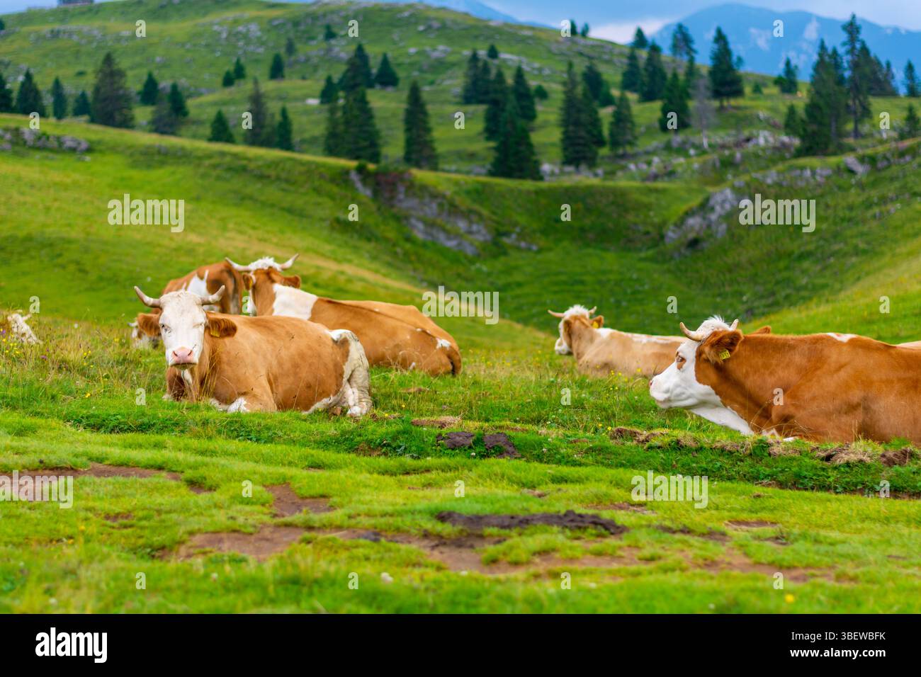 big-pasture-plateau-velika-hi-res-stock-photography-and-images-alamy