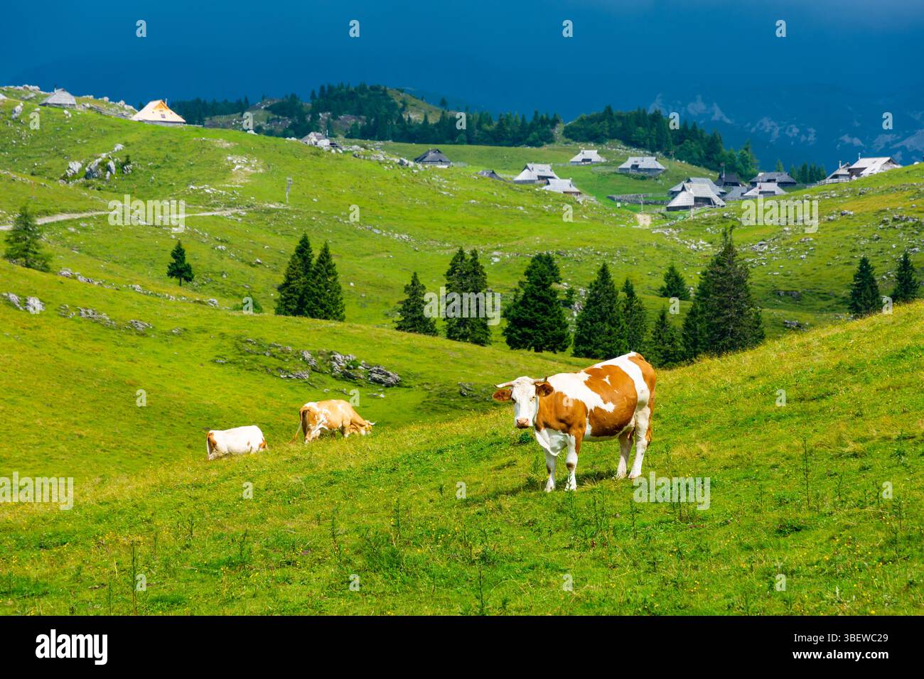 Slovenia Pasture Big Plateau velika Planina Cows On The Pasture In Slovenia Pasture Big Plateau velika Planina Cows On The Pasture In
