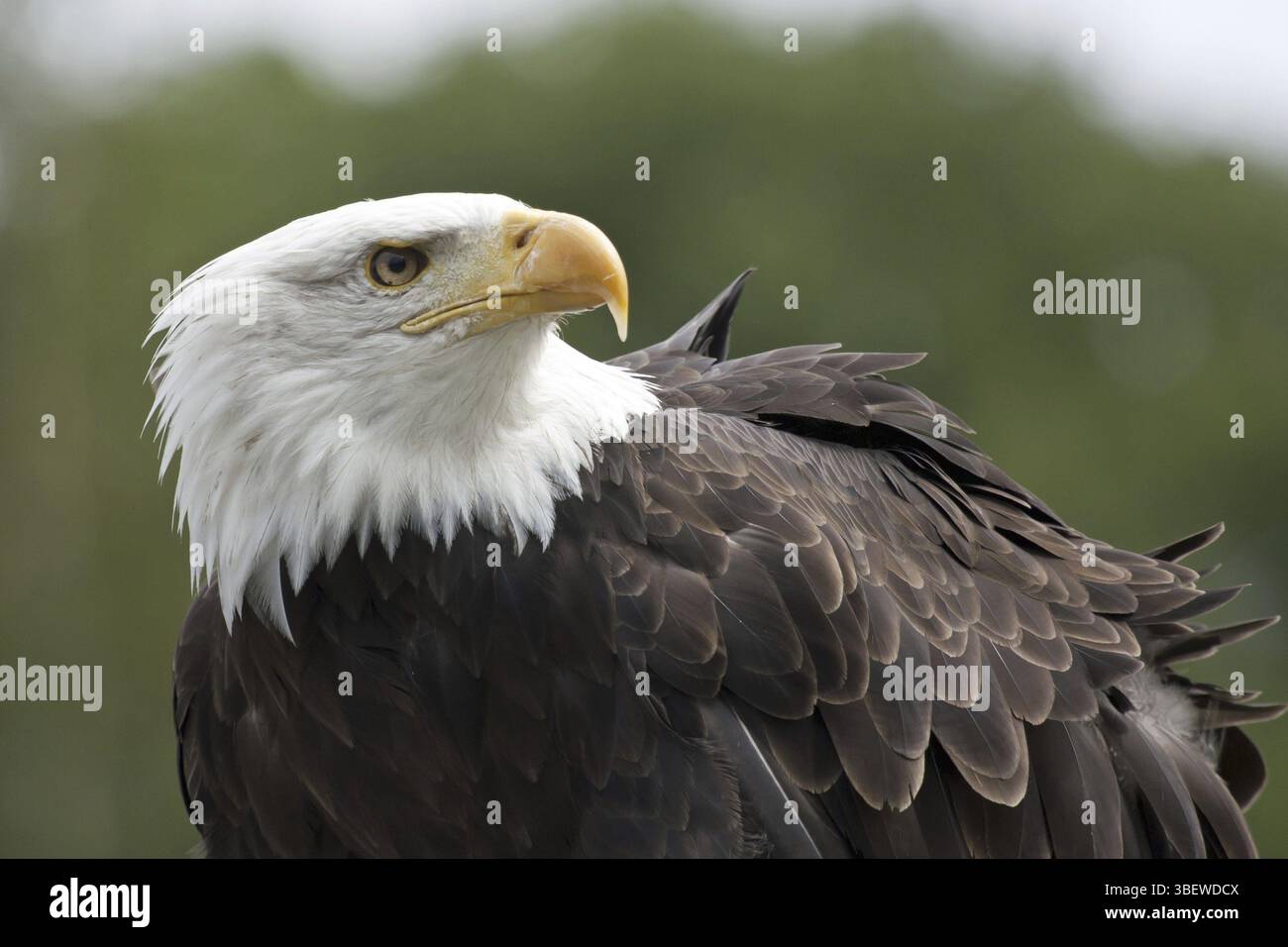 Bald eagle (Haliaeetus leucocephalus Stock Photo - Alamy