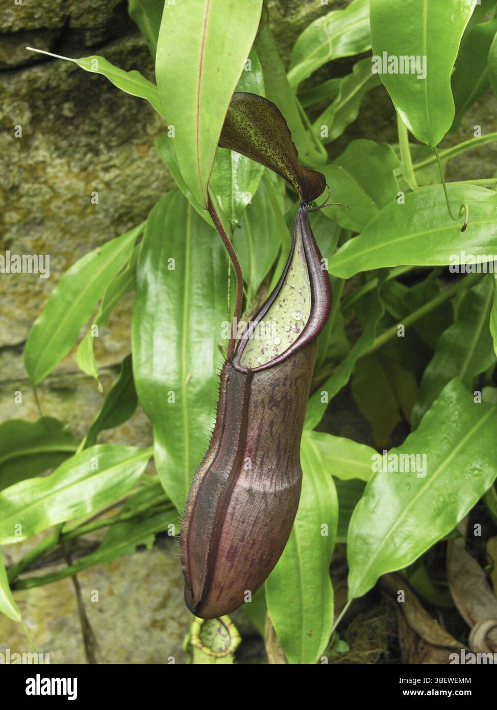 Pitcher plant nepenthes sp hi-res stock photography and images - Alamy