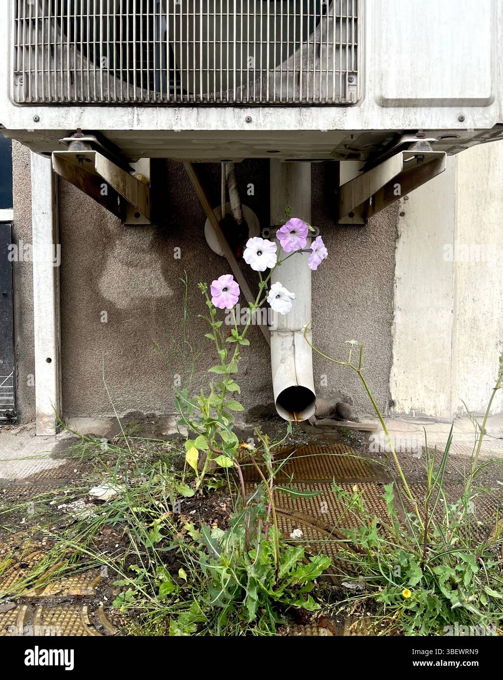 Delicate Petunia flower growing resiliently from pavement cracks near an air-conditioner in urban environment - Smartphone Captured Stock Image