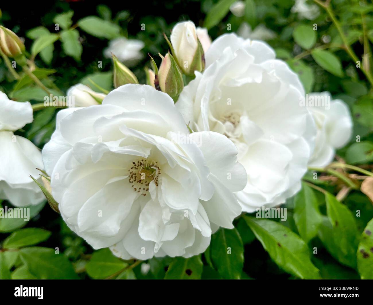 Musk Rose Rosa moschata Herrm. white flower in detailed view, showing petals and structure - Smartphone Captured Stock Image