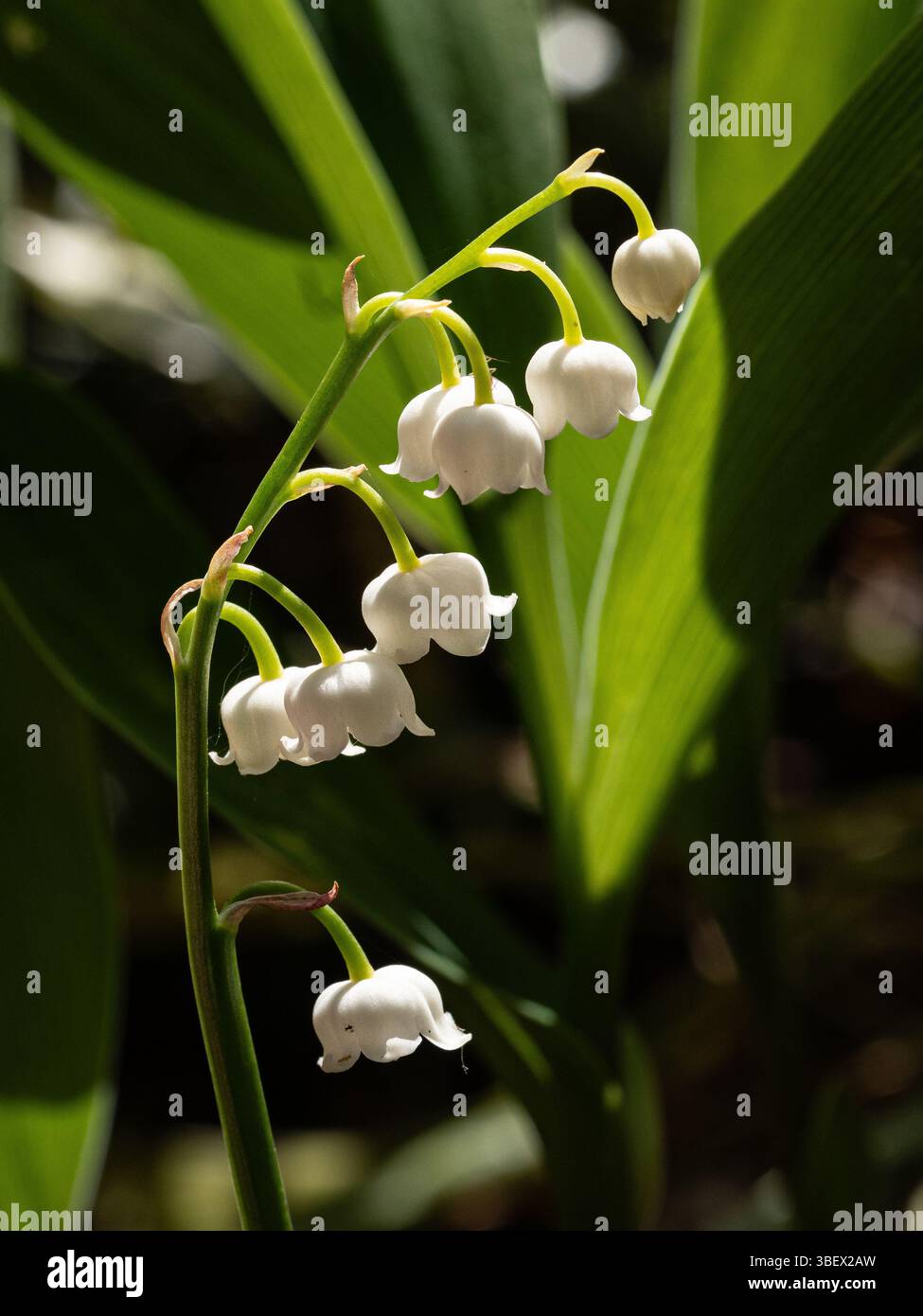 A single spike of the bell shaped flower of lily of the valley or ...