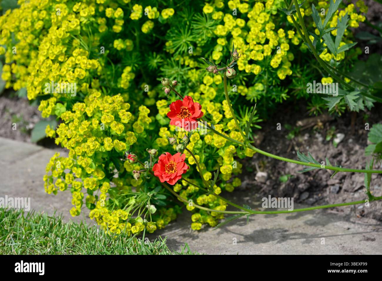 Vivid yellow foliage of cypress spurge, Euphorbia cyparissias with Red ...