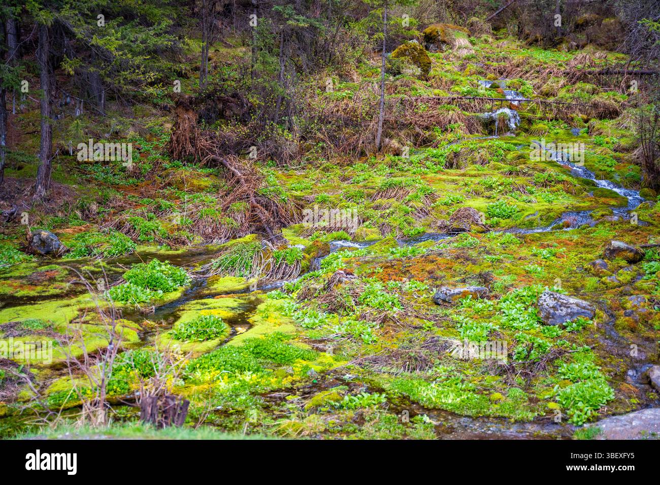 Spring emerging from ground forming hi-res stock photography and images ...