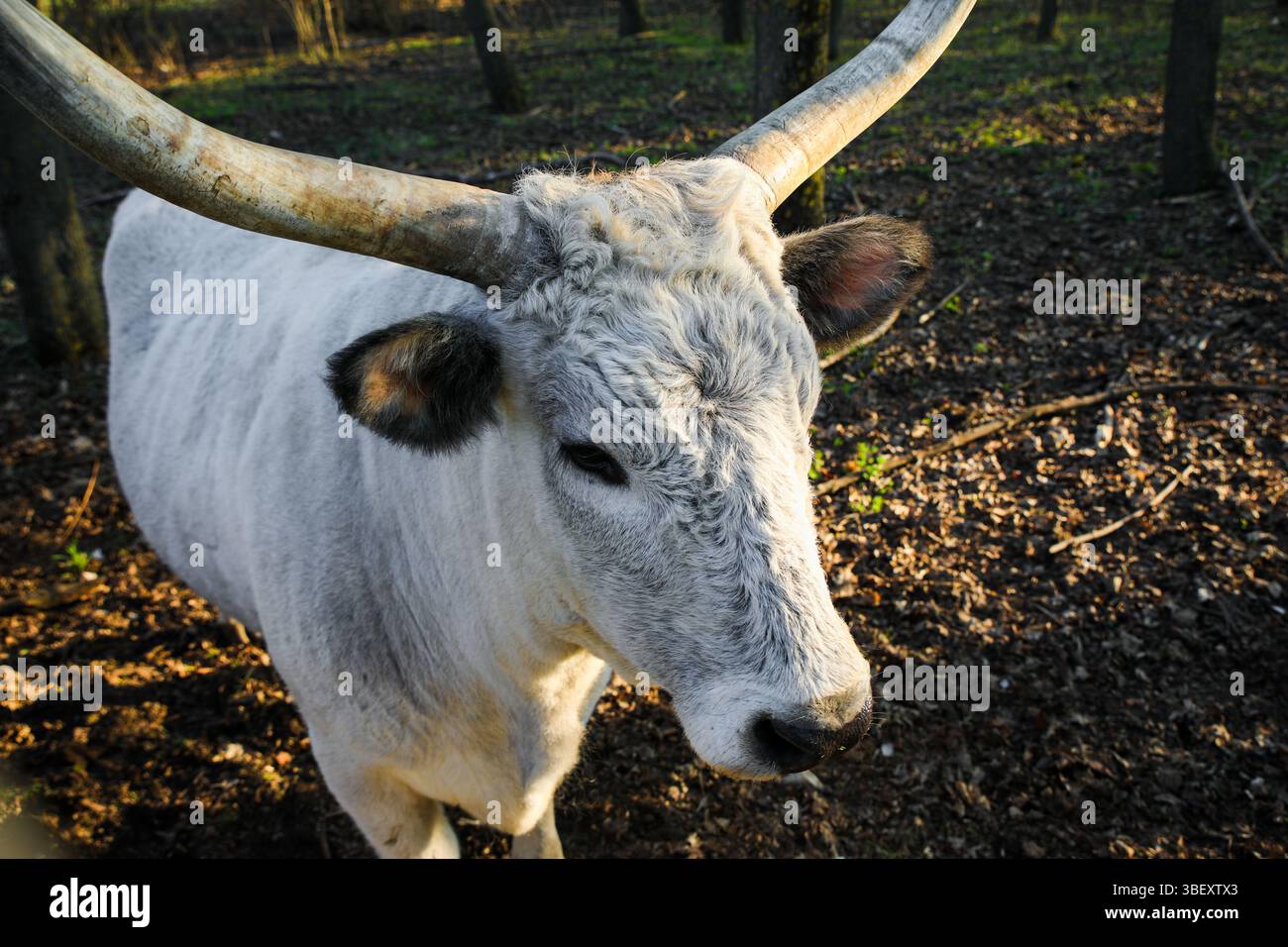 Slightly curved horns hi-res stock photography and images - Alamy