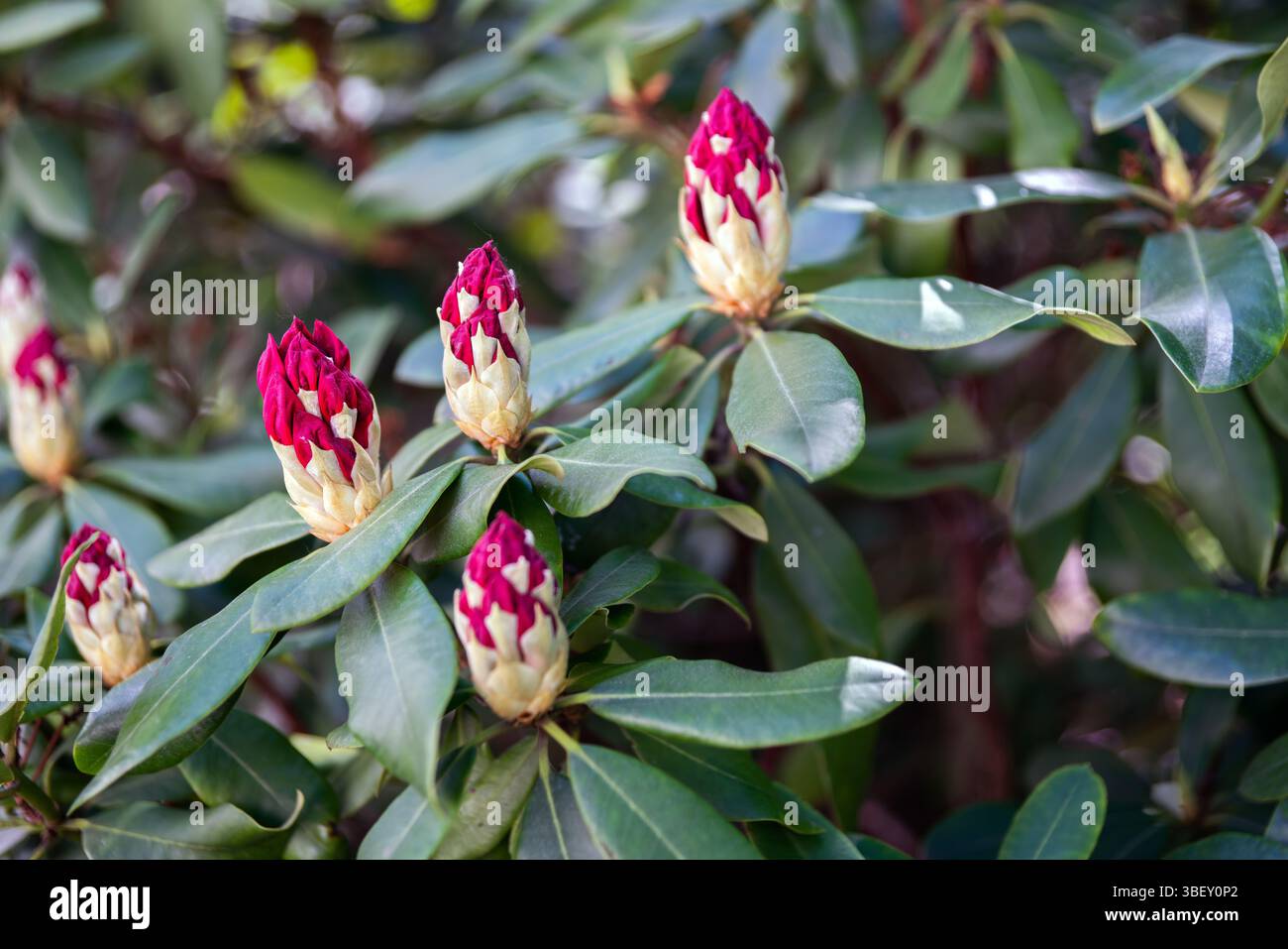 Rozanecznik hi-res stock photography and images - Alamy