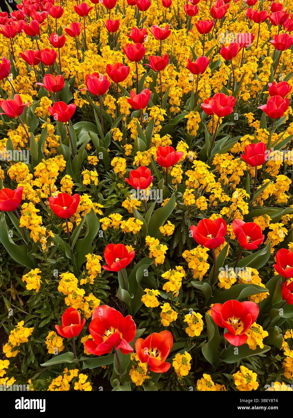 The beautiful tulips outside of Buckingham Palace in London, England, United Kingdom, Europe on a sunny day in Spring of 2025. - Smartphone Captured Stock Image