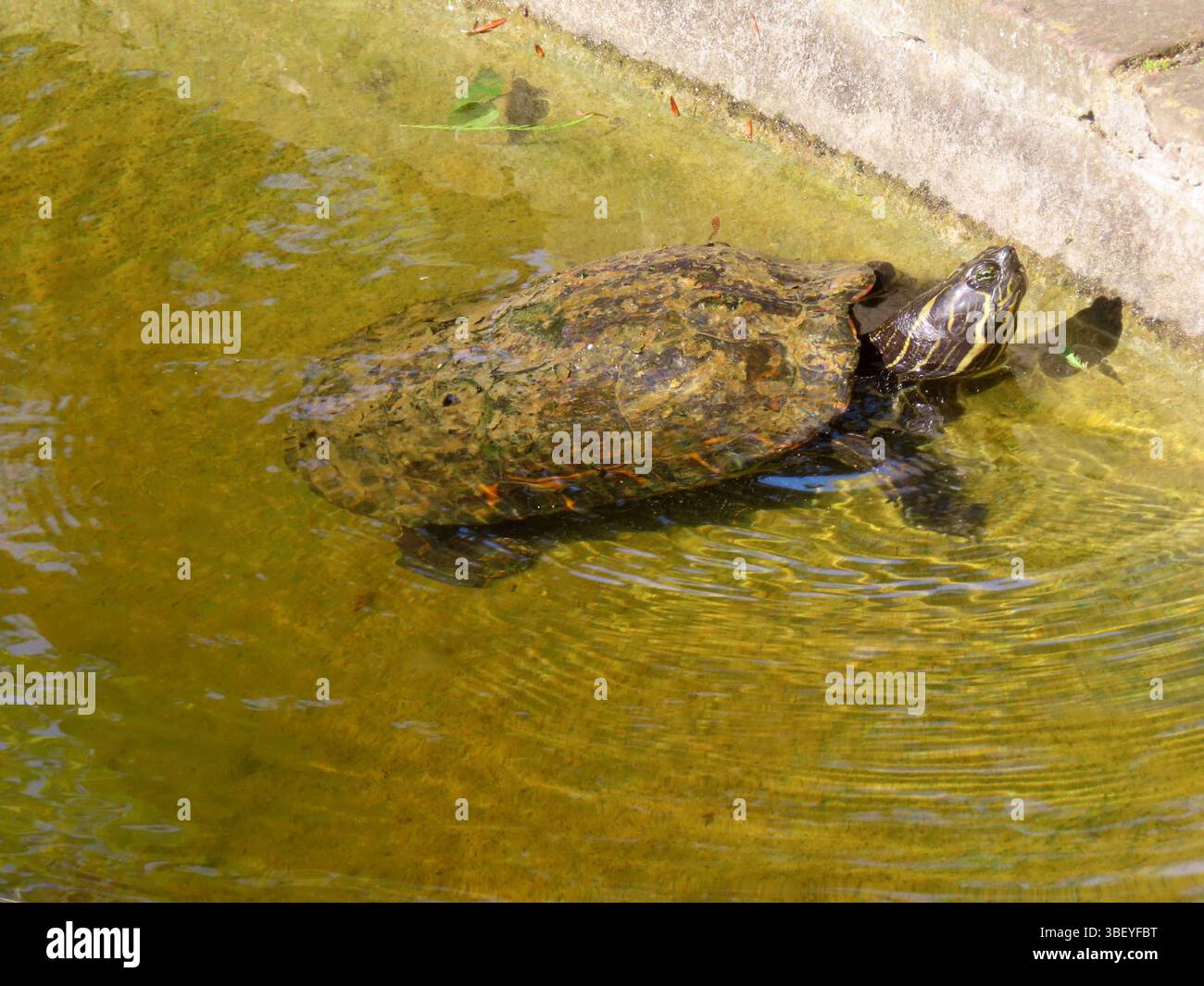 ...jetzt oder nie...raus aus dem Teich in die Sonne