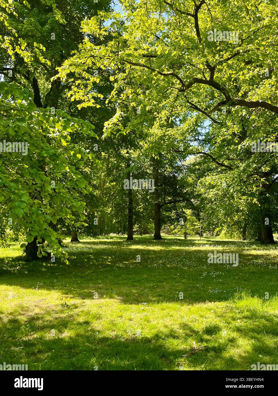 The aesthetic and calming English Countryside in England, United Kingdom, Europe on a sunny day in Spring. - Smartphone Captured Stock Image
