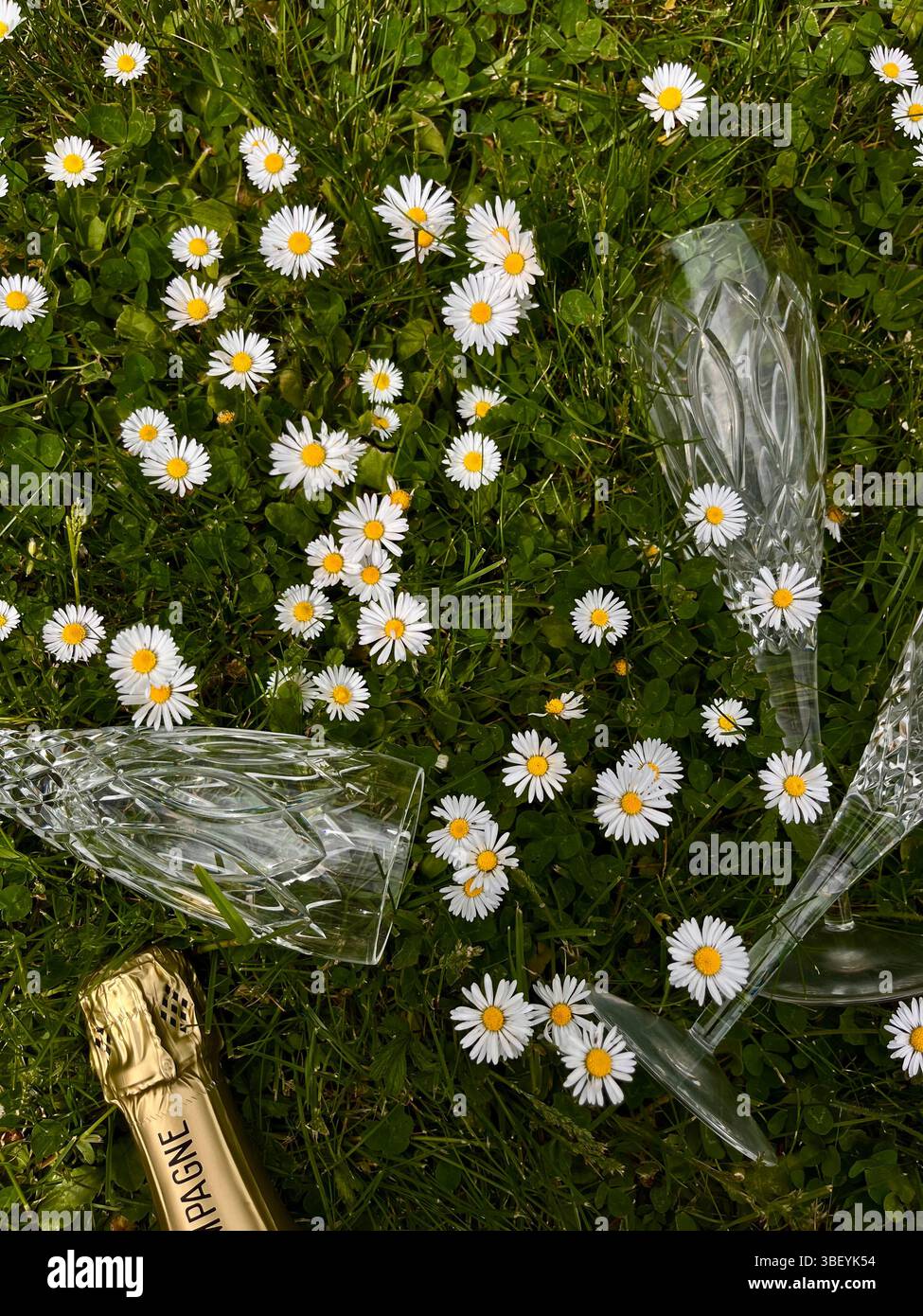 A champagne picnic with crystal champagne glasses in a daisy field on the English Countryside on a sunny day in Spring, England, United Kingdom. - Smartphone Captured Stock Image
